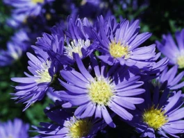 Aster: what the data shows and the real story behind the hype